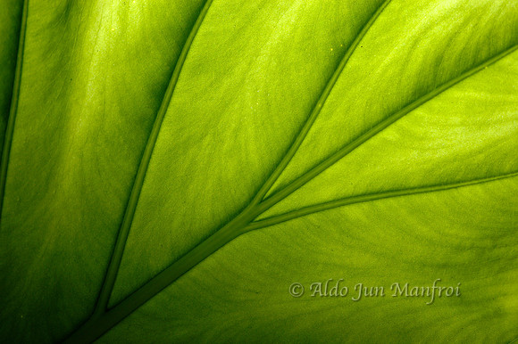 Leaf, pattern